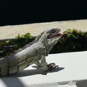 Una iguana tomando sol en la terraza.